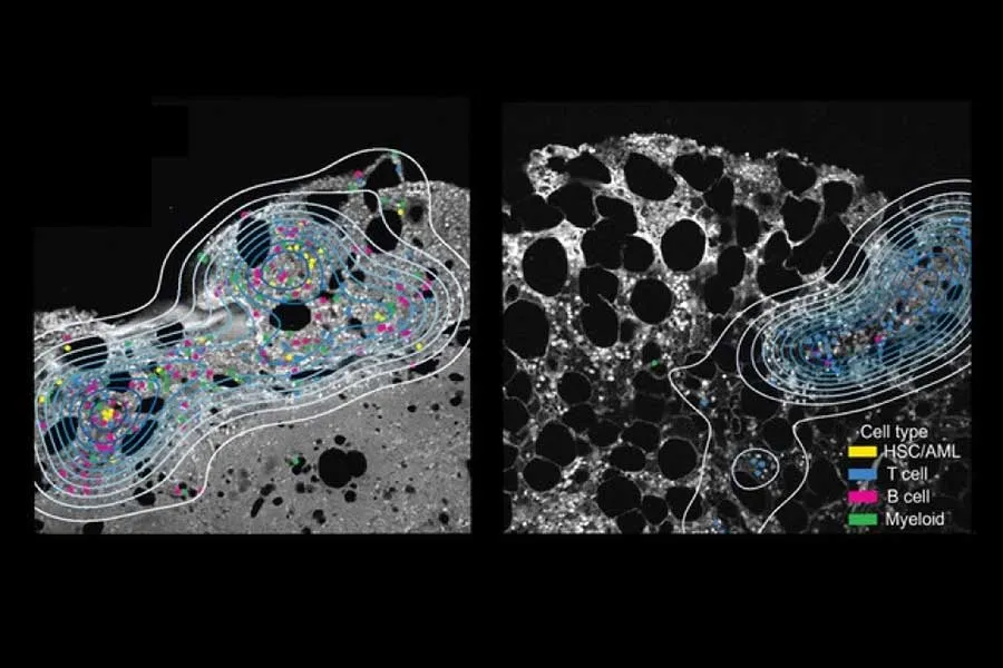 microscopic images